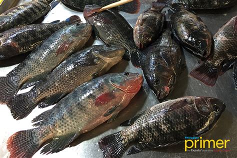 biggest fish in philippines|Common and Local Names of Marine Fishes of the Phils.